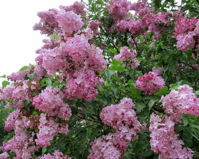 Сирень "Роза Москвы" (Rose de Moscow)