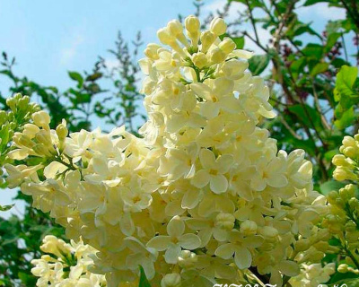 Сирень "Примроуз" (PRIMROSE)