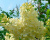 Сирень "Примроуз" (PRIMROSE)