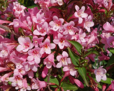 Вейгела "Picobella Rosa"