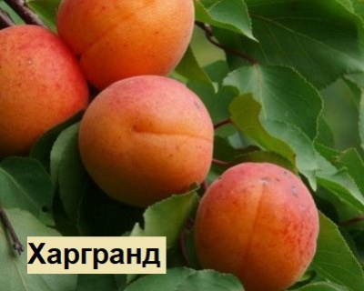 Абрикос мультипрививка "Триумф Северный-Харгранд"