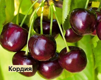 Черешня мультипрививка "Кордия-Регина"