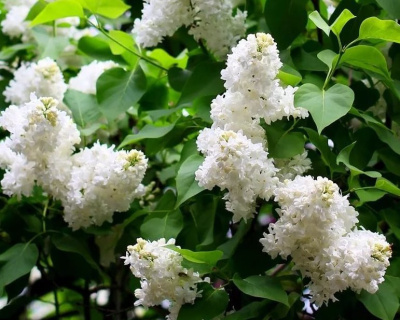 Сирень "Флора" (Flora)