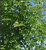 Ясень обыкновенный высокий (Fraxinus excelsior)