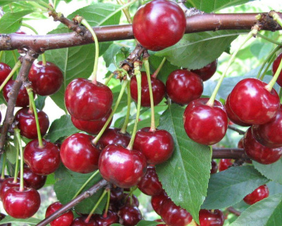 Черевишня "Ивановна" (гибрид вишни и черешни)