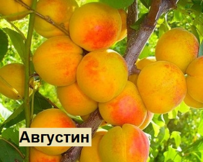 Абрикос мультипрививка "Шалах-Августин"