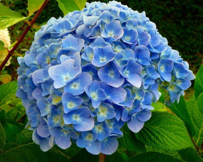 Гортензия крупнолистная "Никко Блю" (Nikko Blue)