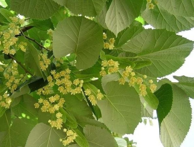  Липа мелколистная (Tilia cordata)