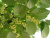  Липа мелколистная (Tilia cordata)