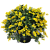 Ракитник