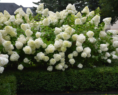Гортензия метельчатая "Грандифлора" (Grandiflora)