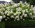 Гортензия метельчатая "Грандифлора" (Grandiflora)