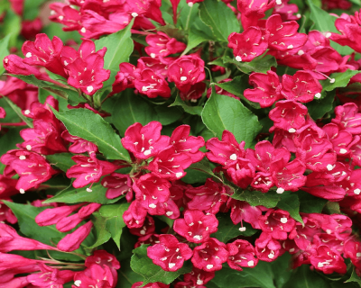 Вейгела "All Summer Red"