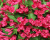 Вейгела "All Summer Red" Вейгела "All Summer Red"