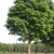 Клен  Явор (Acer Pseudoplatanus 'Atropurpureum')