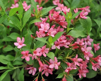 Вейгела "Picobella Rosa"