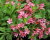 Вейгела "Picobella Rosa" Вейгела "Picobella Rosa"