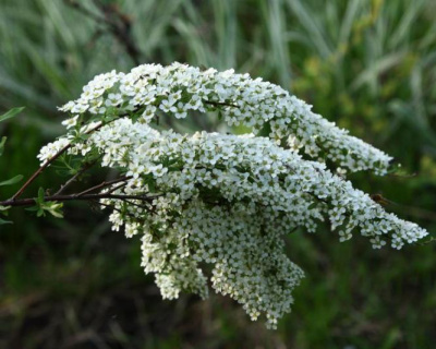 Спирея серая "Аргута" (Аrguta)
