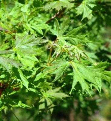 Клён остролистный Палматифидум (Acer platanoides Palmatifidum)