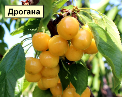 Черешня мультипрививка "Дрогана-Наслаждение"