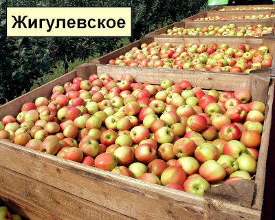 Яблоня мультипрививка "Апорт-Жигулевское"
