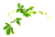 Девичий виноград