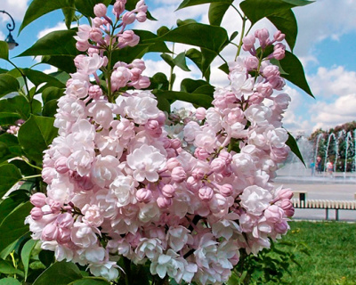 Сирень "Роза Москвы" (Rose de Moscow)