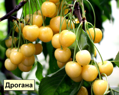 Черешня мультипрививка "Дрогана-Наслаждение"