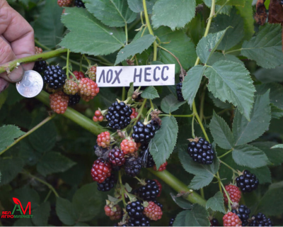 Ежевика Бесшипная "Лох-Несс"