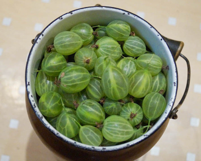 Крыжовник "Зеленый Дождь"