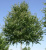 Береза полезная Дооренбос (Betuls utilis Doorenbos)