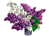 Сирень