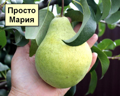Груша мультипрививка "Просто Мария - Кармен"