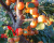 Априум (гибрид абрикоса и сливы)