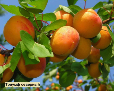Абрикос мультипрививка "Триумф Северный-Харгранд"