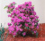 Рододендрон Пи Джей Эм Элит