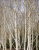 Береза бумажная (Betula papyrifera)