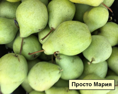Груша мультипрививка "Просто Мария - Кармен"