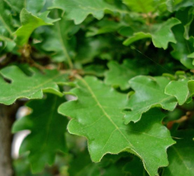 Дуб черешчатый (Quercus robur)