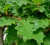 Дуб черешчатый (Quercus robur)