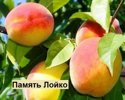 Абрикос мультипрививка "Память Лойко-Память Шевчука"