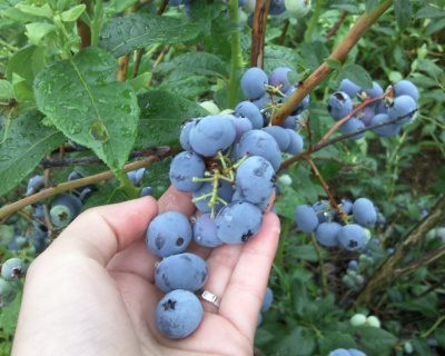 Голубика "Блюкроп (Bluecrop)"