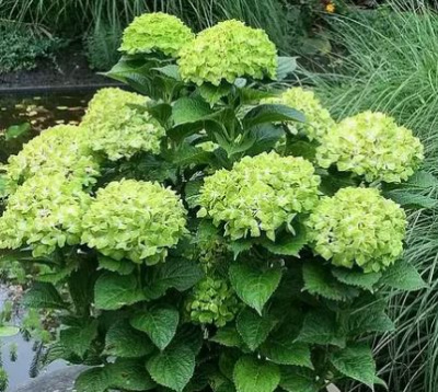 Гортензия крупнолистная Эвер Беллс Грин (Ever Belles Green)