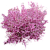 Миндаль декоративный