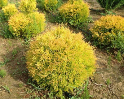 Туя западная "Глобоза Ауреа" (Globosa Aurea)