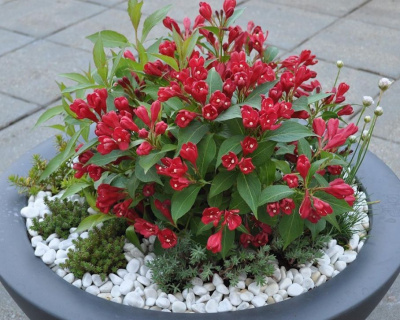 Вейгела "All Summer Red"