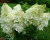 Гортензия метельчатая "Грандифлора" (Grandiflora)