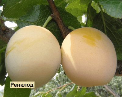 Слива мультипрививка "Ренклод-Синий гигант"