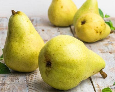 Груша "Богема"
