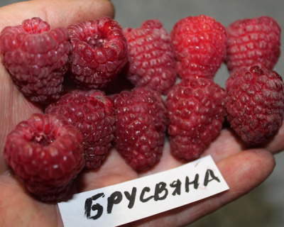 Малина "Брусвяна"